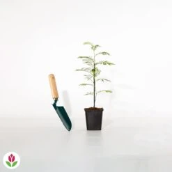 Mimosa D'hiver -Pas Cher Vertuval Magasin 001629 wil qlh 1629 1 1705997062701