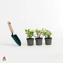 3 Fuchsias Résistants Au Gel Annabel -Pas Cher Vertuval Magasin 001838 wil qlz 001838 1 1704808947937