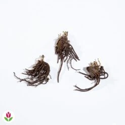 Produits populaires -Pas Cher Vertuval Magasin 005218 wil qlz 103739 2 1708946176665