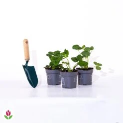 3 Fraisiers Remontants à Fleurs Roses Toscana -Pas Cher Vertuval Magasin 005240 wil qlp 005240 1 1705057941762