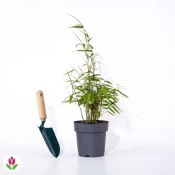 Bambou à Cannes Rouges Non-traçant -Pas Cher Vertuval Magasin 005863 wil QLZ 65447 1 1703082153760