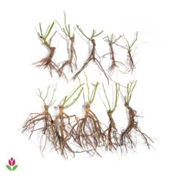 10 Rosiers Buissons En Mélange -Pas Cher Vertuval Magasin 006070 wil qlz 006070 1 1709720618922