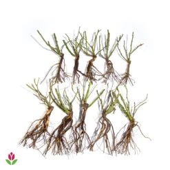 10 Rosiers Buissons En Mélange -Pas Cher Vertuval Magasin 006110 wil qlz 006110 3 1709720484509