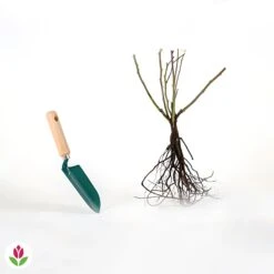 Rosier Grimpant Musimara -Pas Cher Vertuval Magasin 006161 wil qlr 100356 5 1709564355644