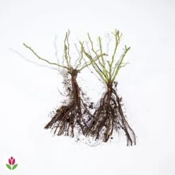 Collection De 2 Rosiers Lianes Immensee Blanc Et Petite Duchesse 7 Collection De 2 Rosiers Lianes Immensee Blanc Et Petite Duchesse -Pas Cher Vertuval Magasin 006203 wil qlz 006203 1 1704380255062