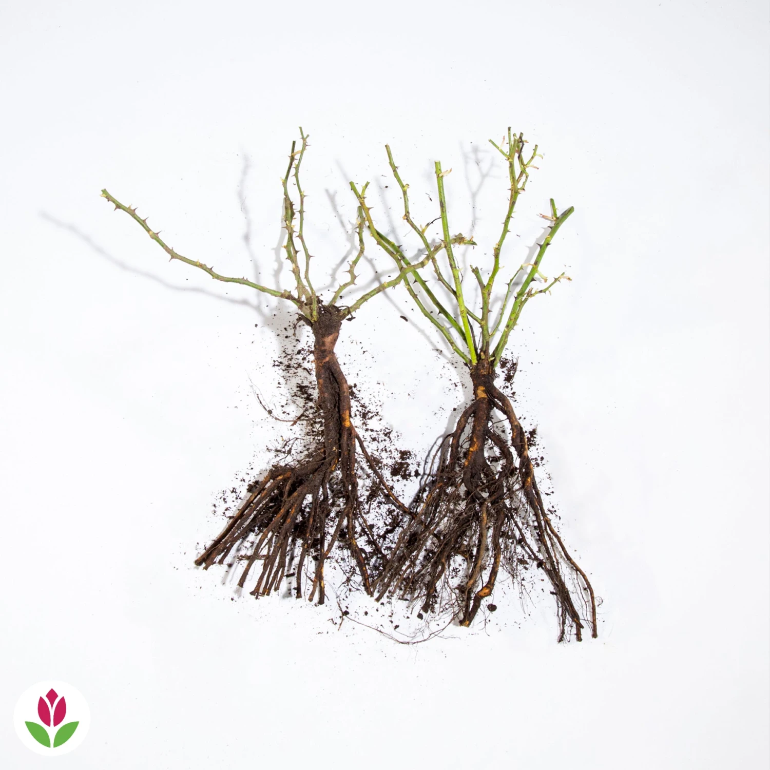 Collection De 2 Rosiers Lianes Immensee Blanc Et Petite Duchesse 4 Collection De 2 Rosiers Lianes Immensee Blanc Et Petite Duchesse – Image 4