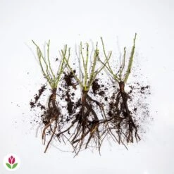 3 Mini-rosiers Randilla Rouge -Pas Cher Vertuval Magasin 006604 wil qlz 100373 3 1707230302160