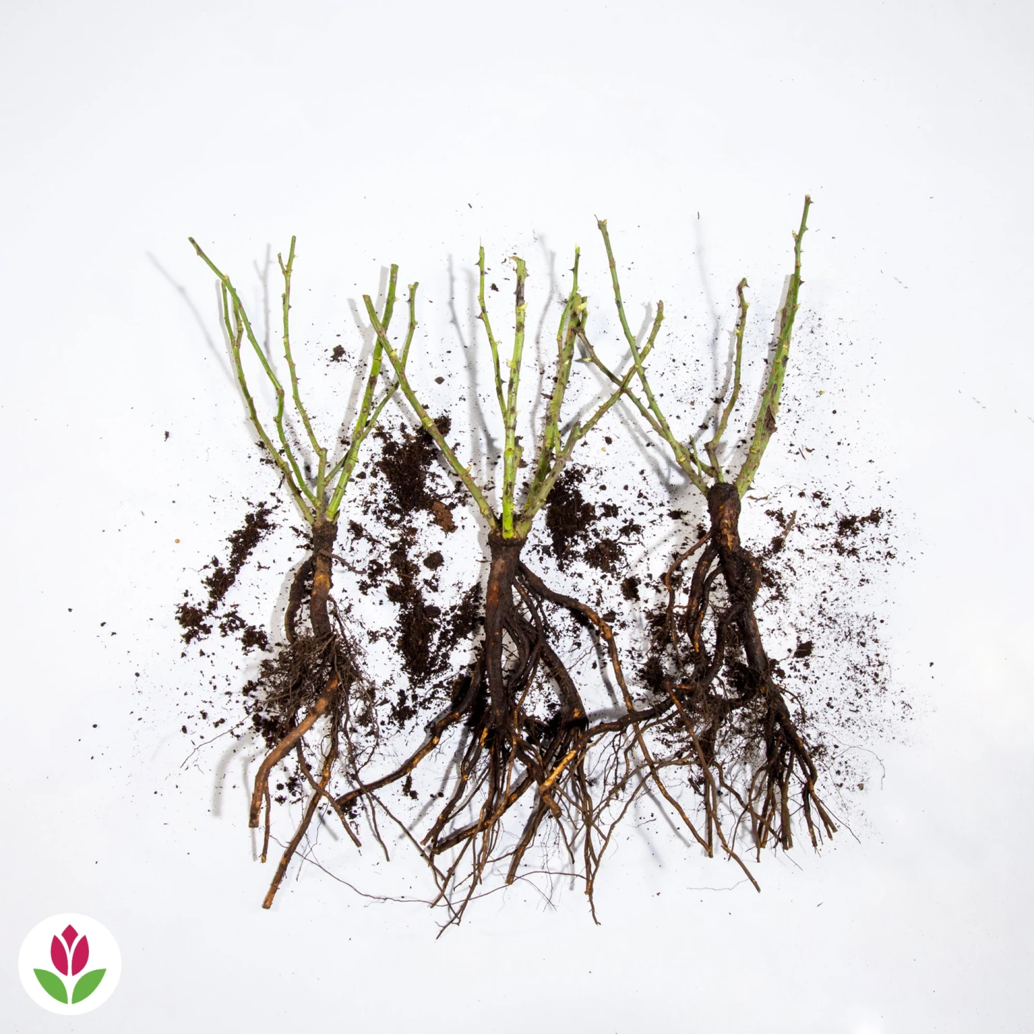 3 Mini-rosiers Randilla Jaune 3 3 Mini-rosiers Randilla Jaune – Image 3