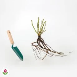 Rosier White Symphony -Pas Cher Vertuval Magasin 006676 wil qlr 100381 3 1708339945401