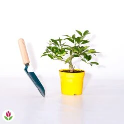 Citronnier Vulcan -Pas Cher Vertuval Magasin 006983 wil qlh 52747 5 1707484092206