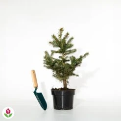 Sapin Bleu -Pas Cher Vertuval Magasin 007386 wil qlh 100432 2 1703166720274