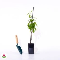 Mini-poirier Conférence -Pas Cher Vertuval Magasin 007969 wil qlp 71305 6 1707483789554