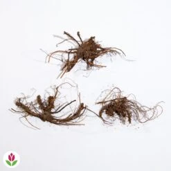 3 Géraniums Vivaces Striés -Pas Cher Vertuval Magasin 010159 wil qlz 100487 3 1708943309707