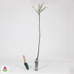 Rosier Sur Tige Ramona -Pas Cher Vertuval Magasin 010207 wil QLZ 010207 1 1707231241490