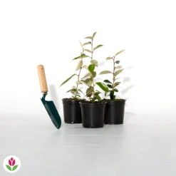 Eleagnus -Pas Cher Vertuval Magasin 012633 wil qlh 012633 1 1705586506029