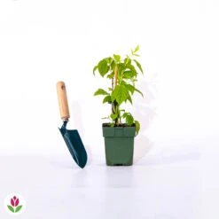 Framboisier Nain Et Compact Non Remontant Beauté Rubis ® -Pas Cher Vertuval Magasin 014920 wil qlp 100651 3 1708333211297