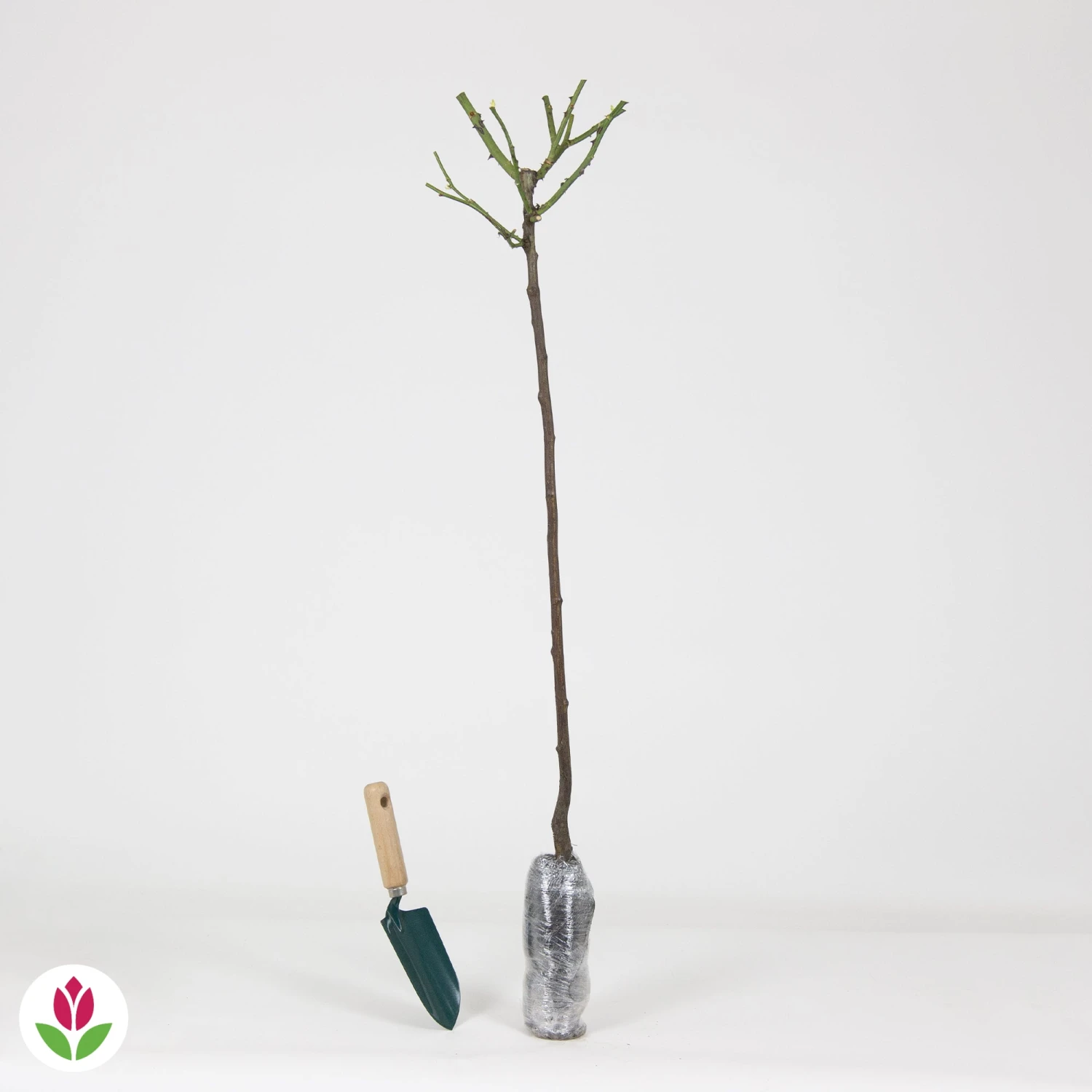 Rosier Sur Tige Dame De Coeur 3 Rosier Sur Tige Dame De Coeur – Image 3