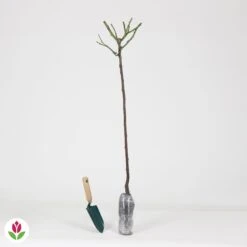 Rosier Sur Tige Korbin -Pas Cher Vertuval Magasin 015850 wil QLZ 015850 1 1707233175492