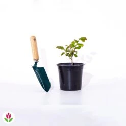 Lilas Des Indes Braise D'été ® Indybra -Pas Cher Vertuval Magasin 016594 wil qlp 100826 5 1706532702071