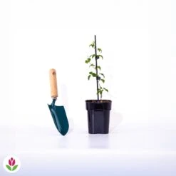 Clématite Taïga -Pas Cher Vertuval Magasin 017087 wil qlp 17087 1 1704377554122