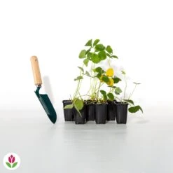 Fraisier Remontant Mariguette ® -Pas Cher Vertuval Magasin 017397 wil qlh 100863 3 1706531713435