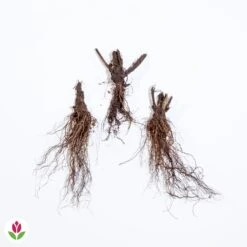 3 Digitales En Mélange 5 3 Digitales En Mélange -Pas Cher Vertuval Magasin 018553 wil qlz 103881 2 1708957891027