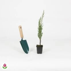 Cyprès Totem -Pas Cher Vertuval Magasin 018566 wil QLA 018566 1 1704727058114