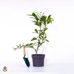 Magnolia étoilé -Pas Cher Vertuval Magasin 018681 wil qlp 018681 1 1705583754397