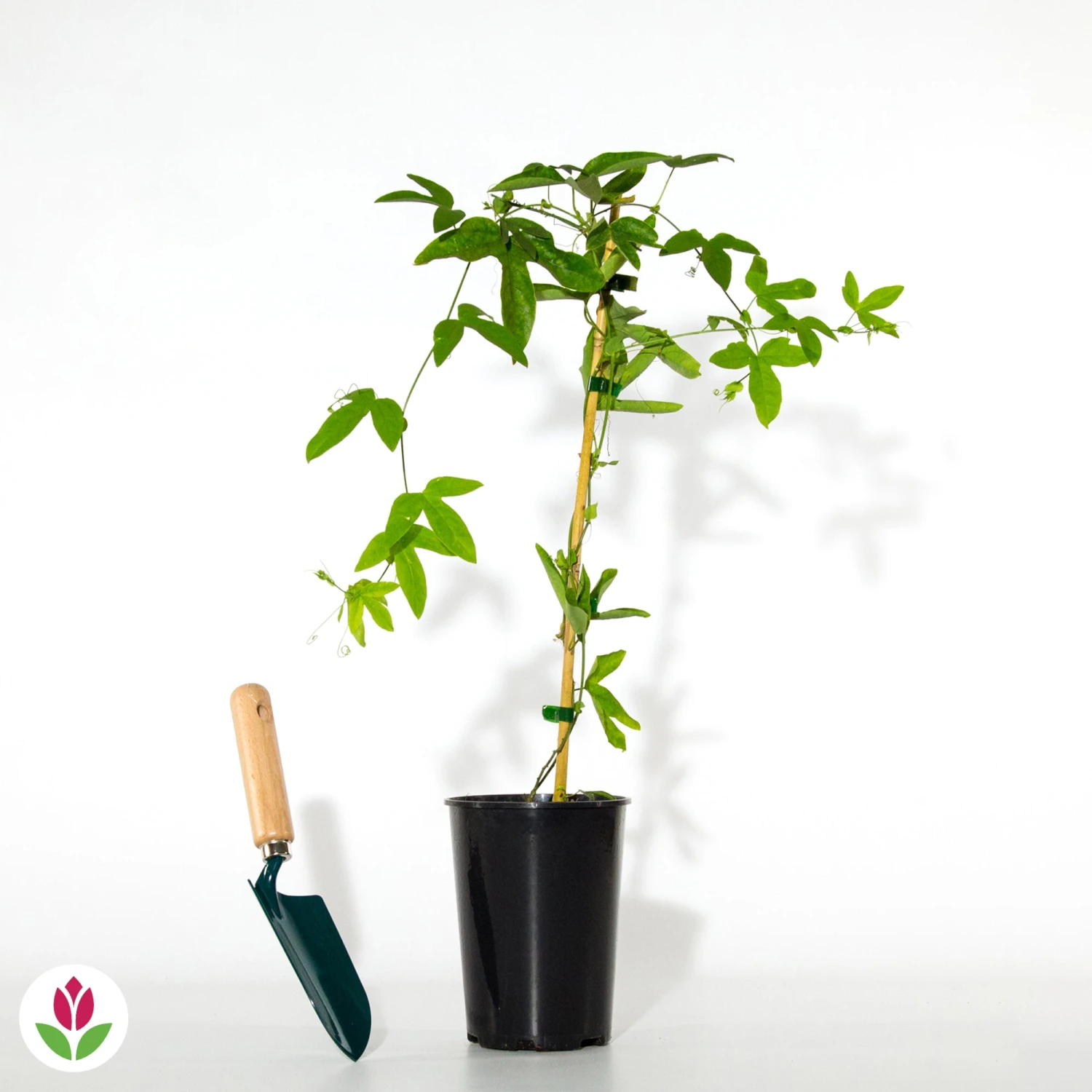 Passiflore Victoria 5 Passiflore Victoria – Image 5