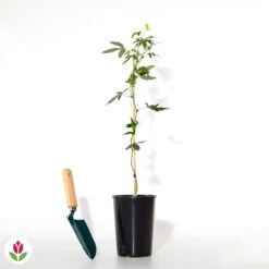 Passiflore Constance Elliot -Pas Cher Vertuval Magasin 018684 wil qlh 018684 1 1709739236216