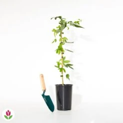 Passiflore Lavender Lady -Pas Cher Vertuval Magasin 018685 wil qlh 100985 4 1706532053485