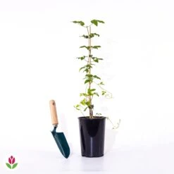 Clématite Double Josephine -Pas Cher Vertuval Magasin 020128 wil qlp 101057 4 1706533335749