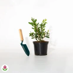 Rince-bouteille -Pas Cher Vertuval Magasin 020152 wil qlh 020152 1 1704706838076