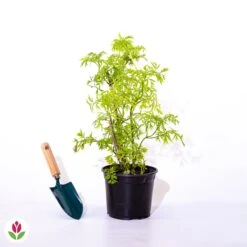 Sureau Doré Sutherland Gold -Pas Cher Vertuval Magasin 020386 wil qlp 101079 1 1706102785398