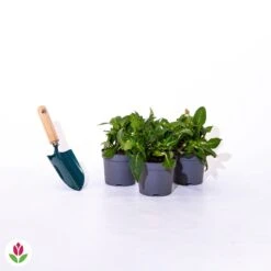 Produits populaires -Pas Cher Vertuval Magasin 020593 wil qlp 101107 3 1706535367013