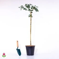 Produits populaires -Pas Cher Vertuval Magasin 022755 wil qlz 101355 2 1706538307332