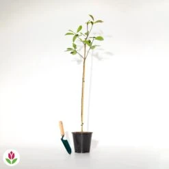 Produits populaires -Pas Cher Vertuval Magasin 022758 wil qlh 101357 2 1706532511409