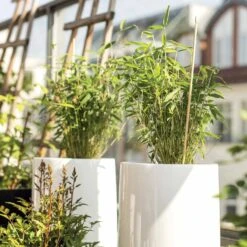 Collection De 3 Arbustes Pour Terrasse Et Jardin Japonais -Pas Cher Vertuval Magasin 023423 3 1705477906966