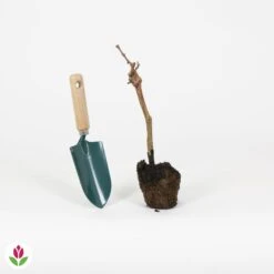 Vigne Pinot -Pas Cher Vertuval Magasin 023796 wil QLH 23796 1 1709028987957