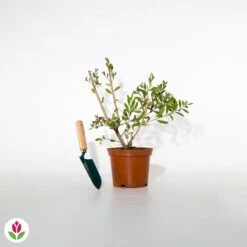 Callistemon Hot Pink - Rince-bouteille Rose -Pas Cher Vertuval Magasin 023883 wil qlh 023883 1 1705313691148