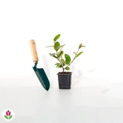 Eleagnus -Pas Cher Vertuval Magasin 023999 wil qlh 023999 1 1705586741852