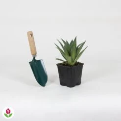 Mangave Lavender Lady  -Pas Cher Vertuval Magasin 030501 wil QLZ 030501 1 1704790905447