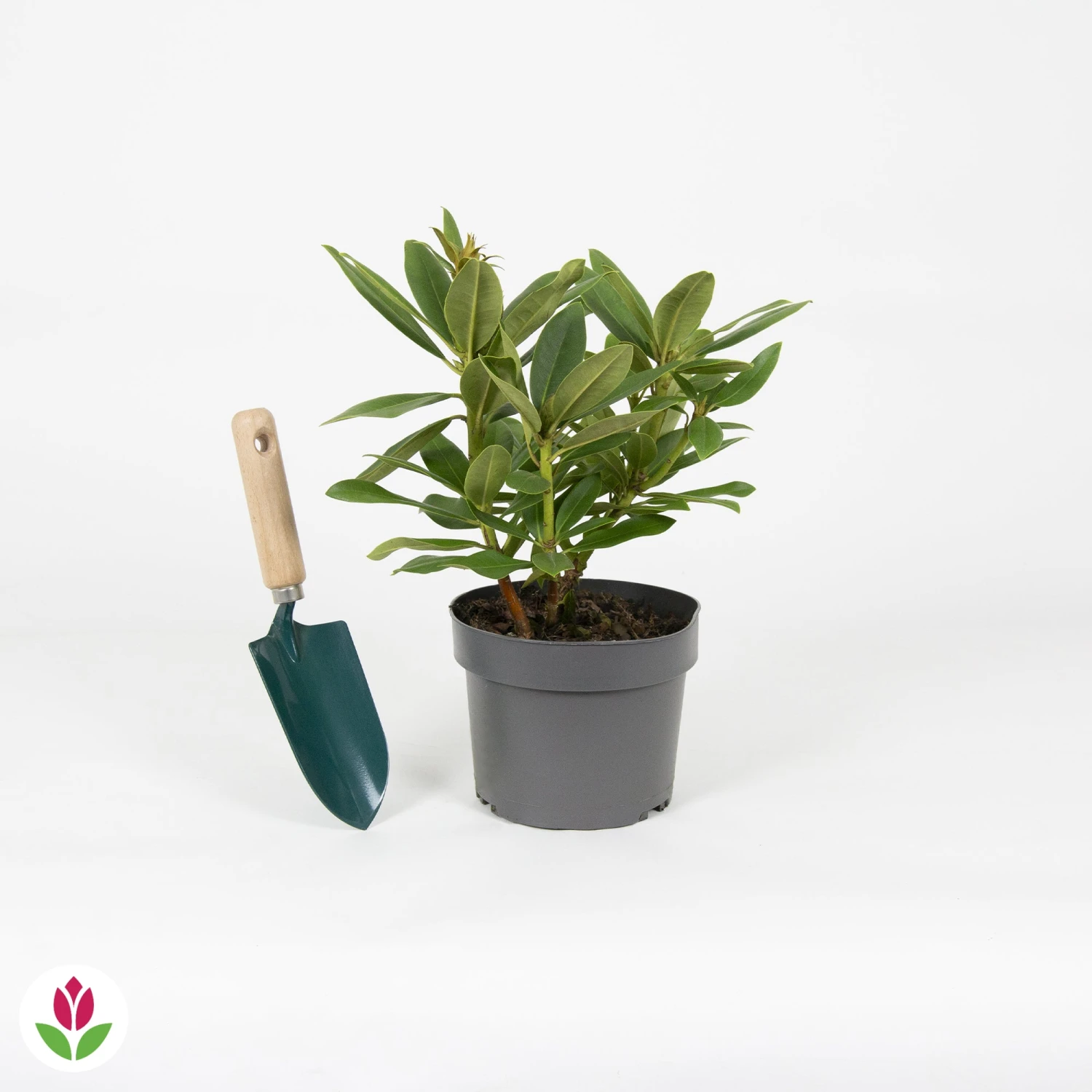 Rhododendron Polarnacht 3 Rhododendron Polarnacht – Image 3