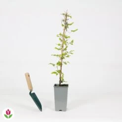 Clématite Olympia -Pas Cher Vertuval Magasin 030784 wil QLA 030784 1 1704723234579