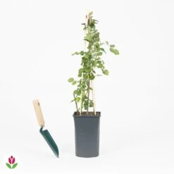 Rosier Grimpant Crazy In Love Rose -Pas Cher Vertuval Magasin 030795 wil QLA 030795 1 1704723536135