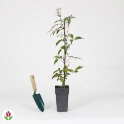 Clématite Nelly Moser -Pas Cher Vertuval Magasin 030805 wil QLA 030805 1 1704725448637