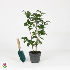 Camélia Volunteer -Pas Cher Vertuval Magasin 030806 wil QLZ 030806 1 1704793532302