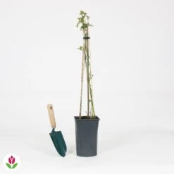 Rosier Grimpant Crazy In Love Rouge -Pas Cher Vertuval Magasin 030820 wil QLH 030820 1 1704727916181