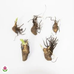 5 Iris Des Jardins Magic Melange En Mélange 9 5 Iris Des Jardins Magic Melange En Mélange -Pas Cher Vertuval Magasin 030893 wil QLZ 030893 1 1707229112713