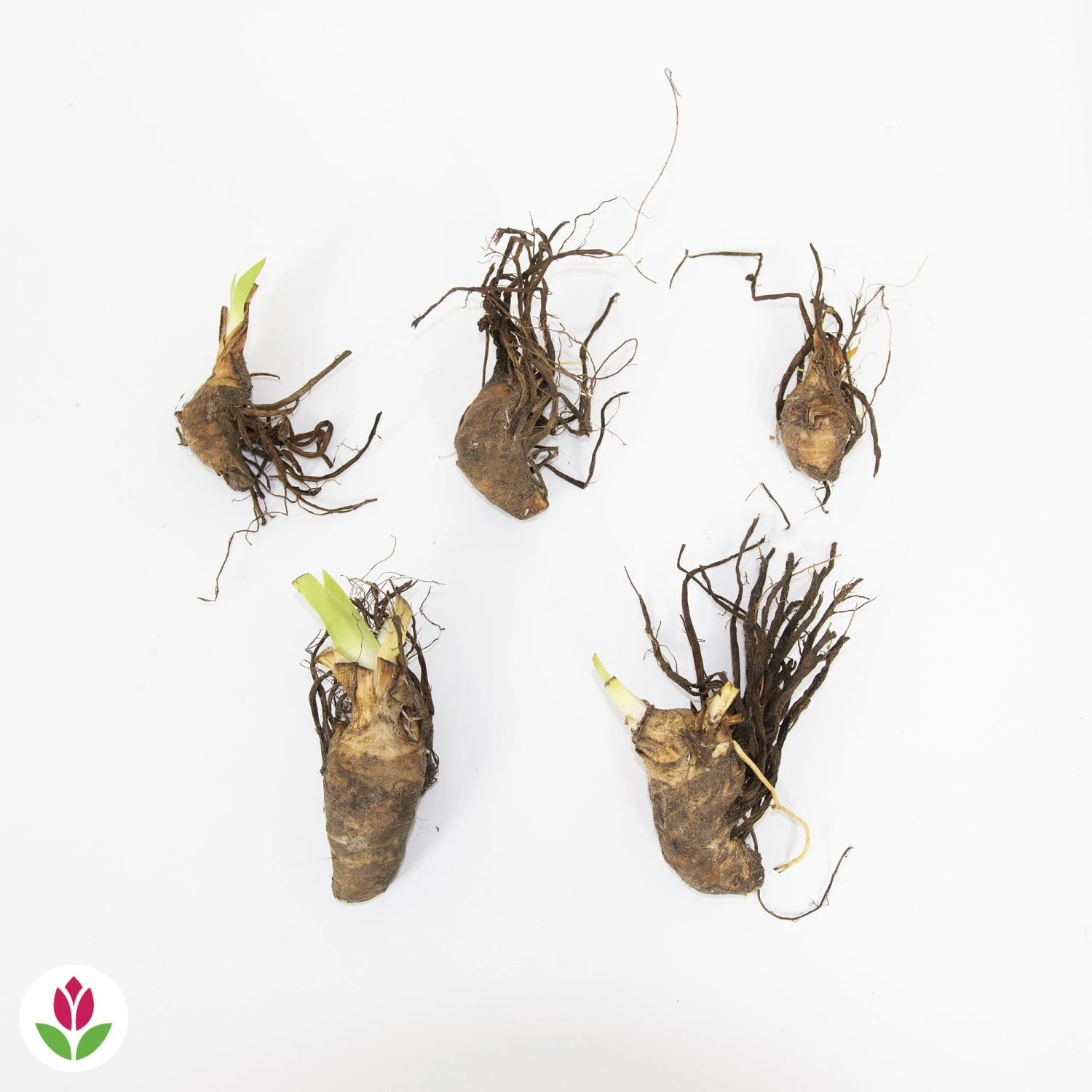 5 Iris Des Jardins Magic Melange En Mélange 5 5 Iris Des Jardins Magic Melange En Mélange – Image 5